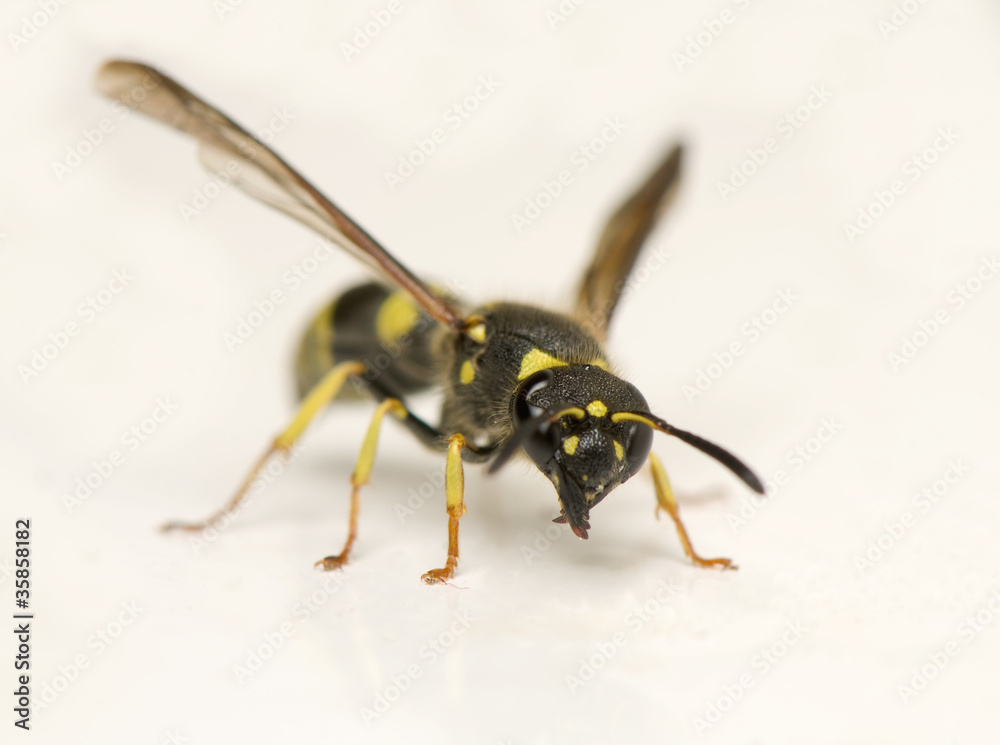 Wasp