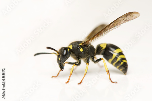 Wasp © Gucio_55