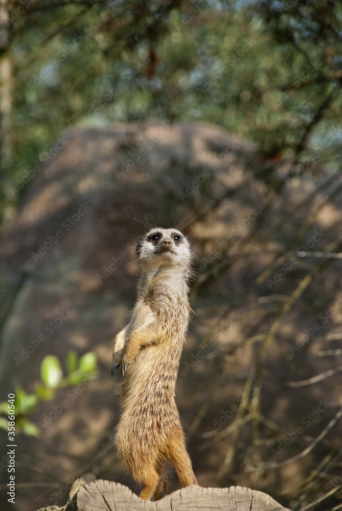 Fototapeta premium Meerkat