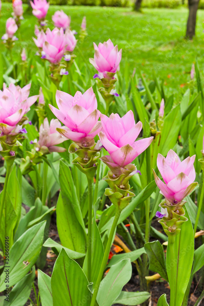 siam tulip field siam tulip field