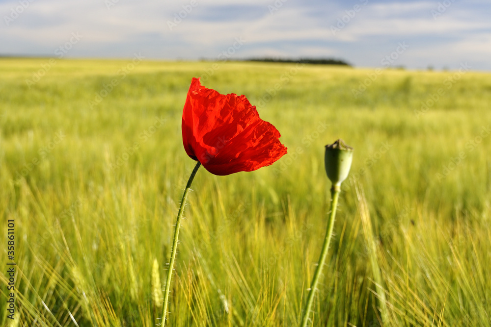 Obraz premium red weed