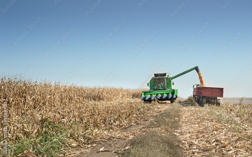 Obraz premium corn harvest