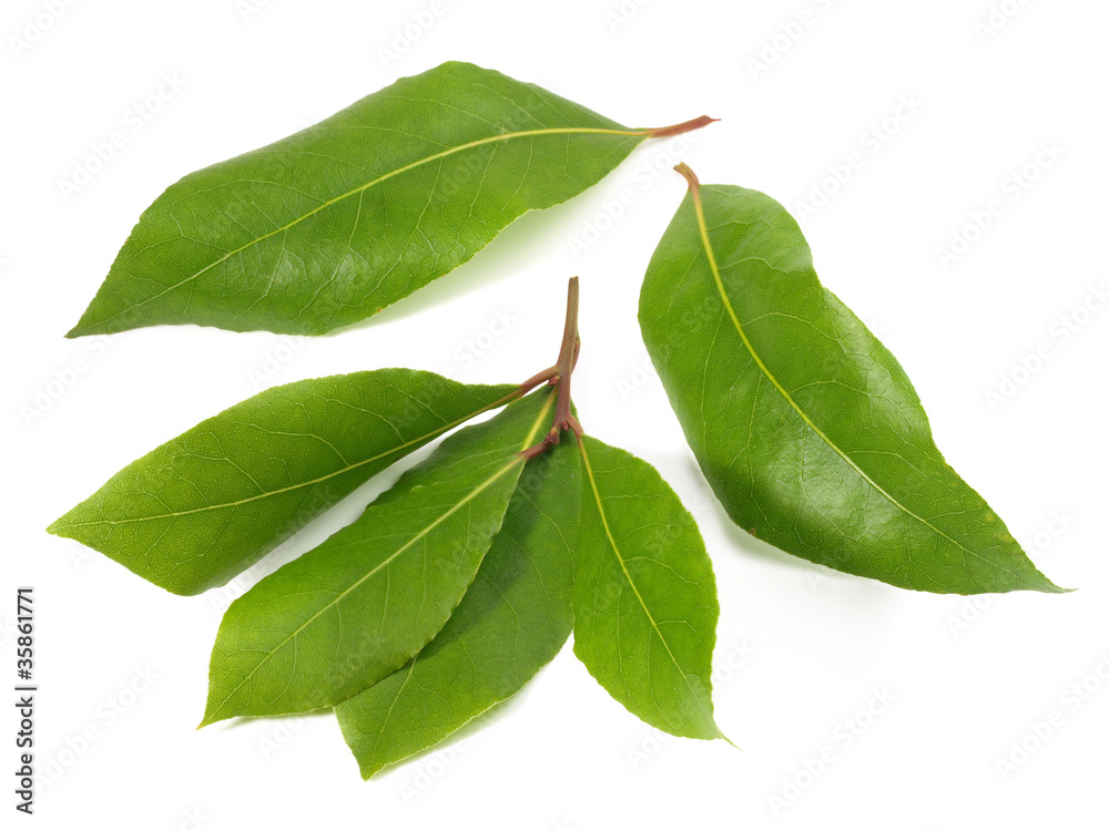 Obraz premium Lorbeer - frisch