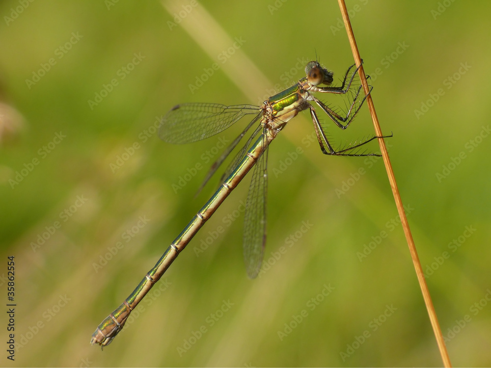 Gemeine Weidenjungfer Chalcolestes viridis Gemeine Weidenjungfer Chalcolestes viridis