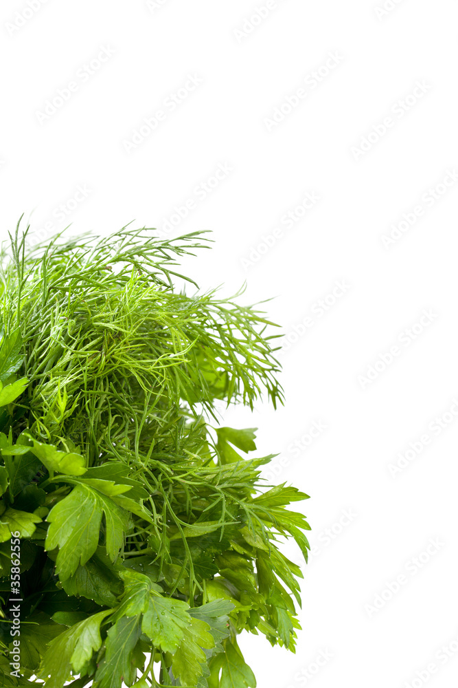 Fototapeta premium parsley and dil