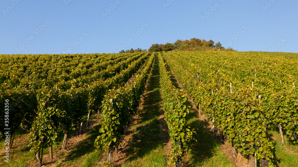 Weinberg im Remstal Weinberg im Remstal