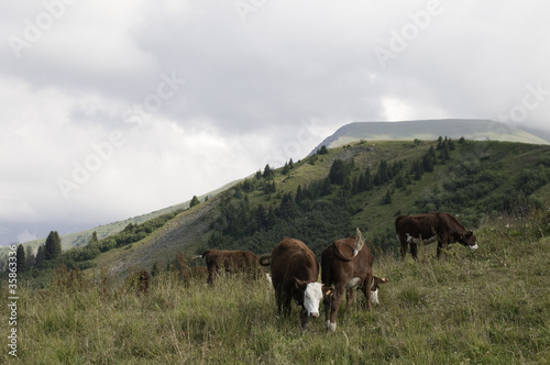 Cow grazing and the mountain in background