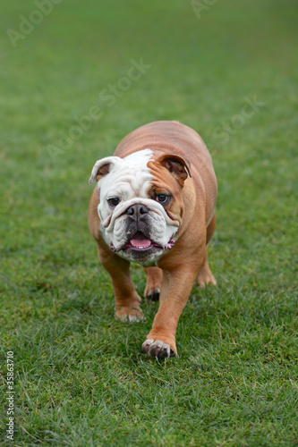 English Bulldog, walking towards the camera