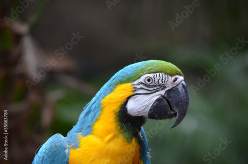 close up of a macaw