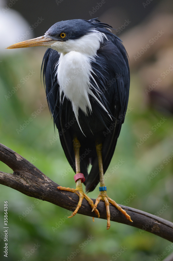 pied heron pied heron