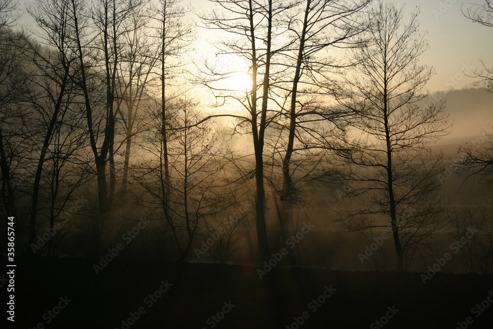 Sunrise in the Forest Sunrise in the Forest