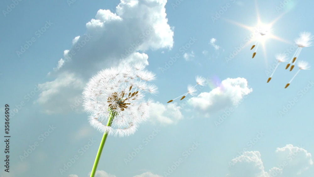 Dandelion, 3d animation on sky background