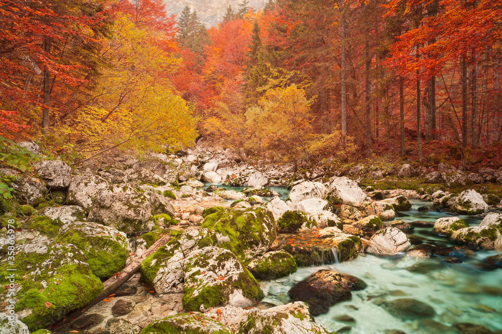 Golden autumn mountain forest with turquoise brook.