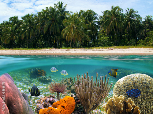 Above and below water surface on the shore of a tropical beach with coconut trees and colorful tropical fish with corals underwater, Caribbean sea