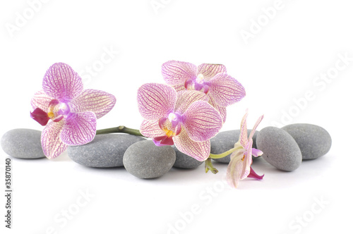 Still life with pink orchid with gray stones