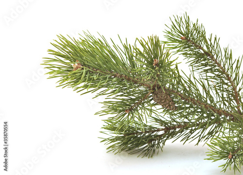 branch siberian pine Fototapet