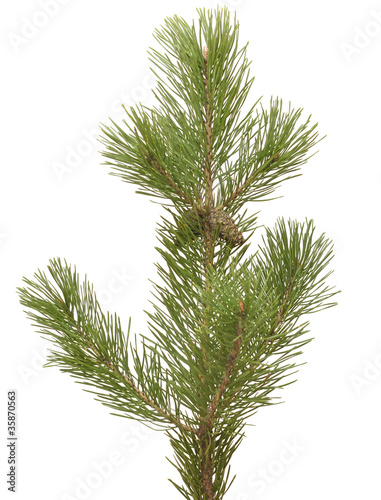 branch siberian pine