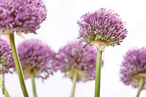 Fototapeta Naklejka Na Ścianę i Meble -  beautiful flowers