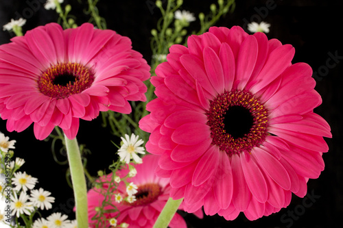 Beautiful pink flowers isolated against dark background