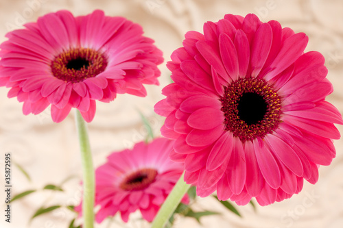 Beautiful pink flowers isolated against white background