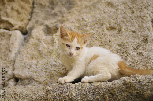 Little cat on a wall