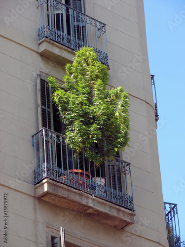 Photography marihuana bush on a balcony in barcelona, spain, catalonia
