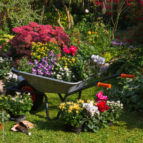 Wheelbarrow and trays with new plants