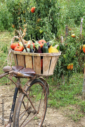 cueillette et transport des légumes au potager