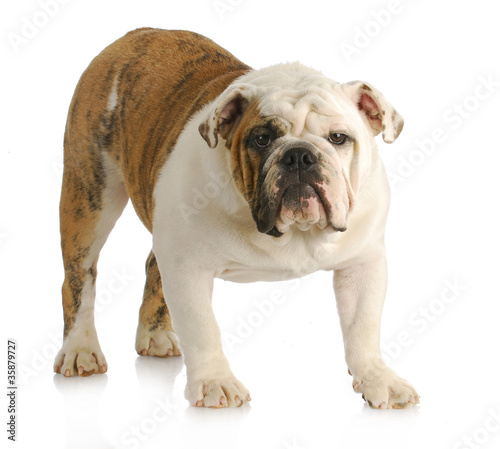 english bulldog standing