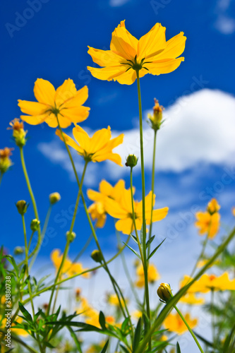 Yellow Cosmos flower and blue sky © Sura Nualpradid