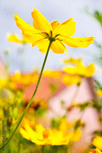 Fototapeta Naklejka Na Ścianę i Meble -  Yellow Cosmos flower and blue sky