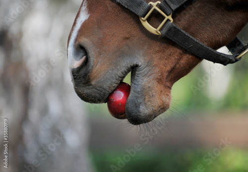 Horse eats an apple photo