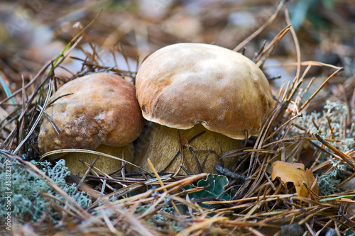 Boletus edulis