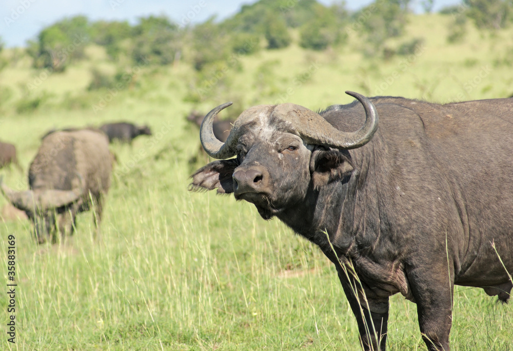 African Buffalos in the Savannah African Buffalos in the Savannah