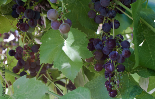 Obraz na płótnie Red grapes