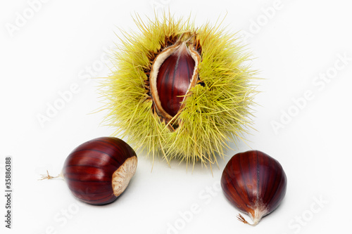 sweet chestnut fruit half open and nuts on white background