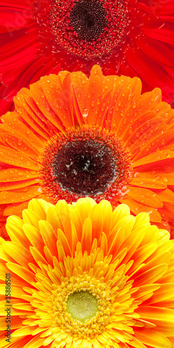 Gerber flower background