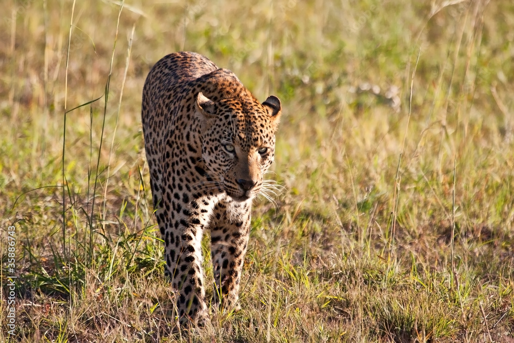 Fototapeta premium Leopard male walking through grass field
