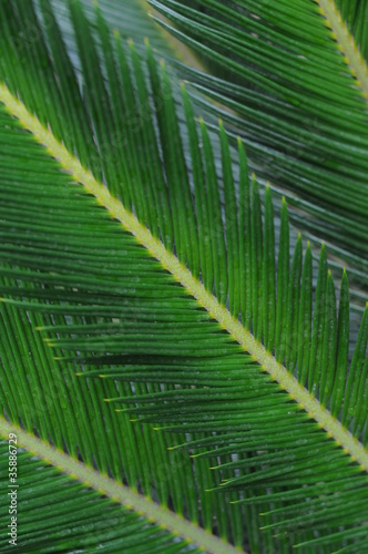 palme leaf background