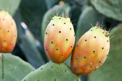 prickly pear on cactus