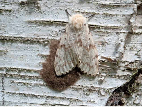 Birkenspanner - Biston betularia photo