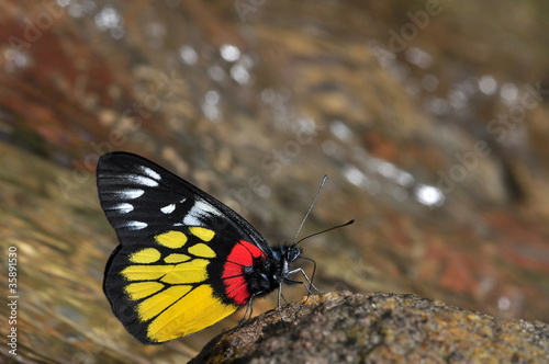 Red-base jezebel butterfly photo