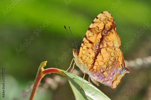 Fotografi common cunchinello butterfly