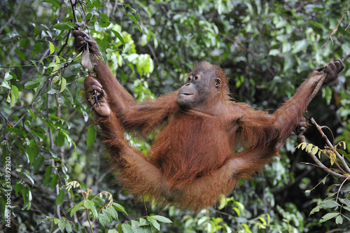 Juvenile Orangutan .Pongo pygmaeus © Uryadnikov Sergey