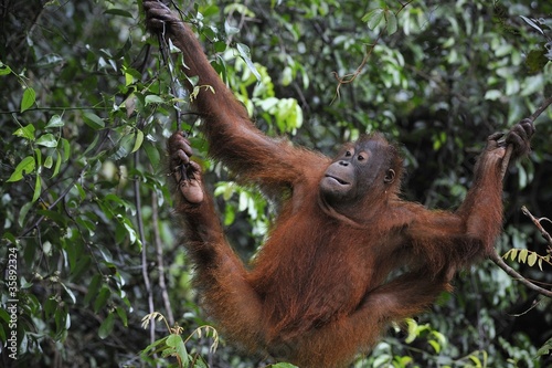 Juvenile Orangutan .Pongo pygmaeus
