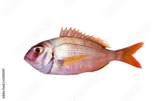 Common sea bream pagrus fish isolated