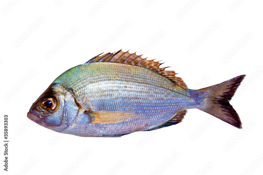 Diplodus sargus white sea bream isolated Diplodus sargus white sea bream isolated