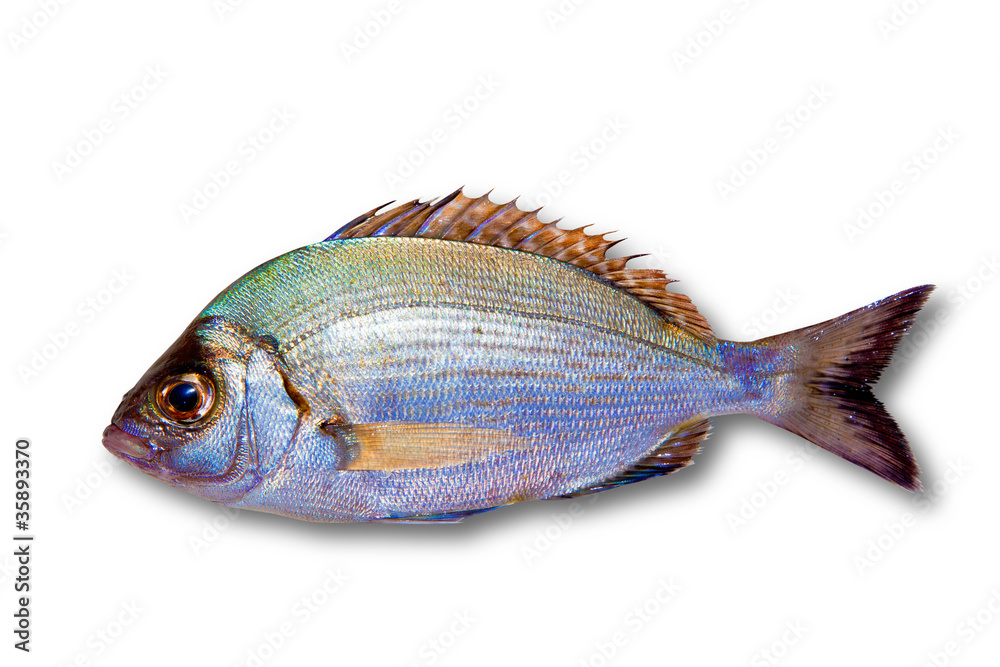 Diplodus sargus white sea bream isolated Diplodus sargus white sea bream isolated