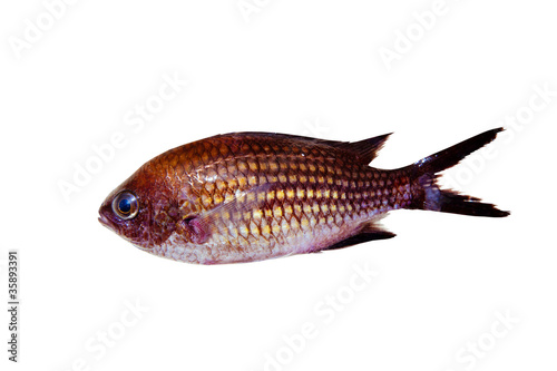 Chromis chromis Damselfish rock fish isolated