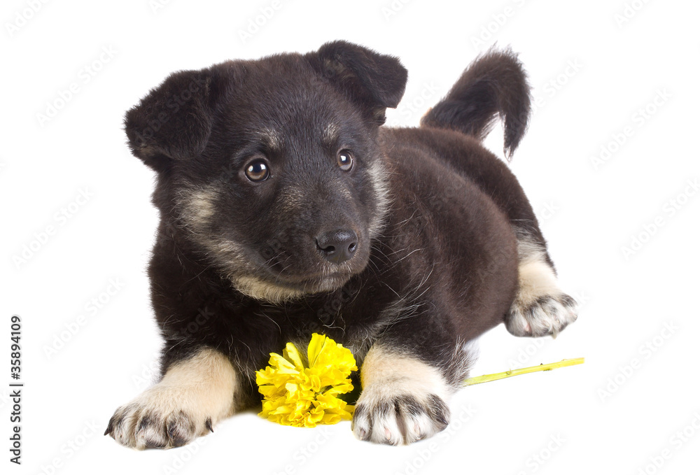 Obraz premium puppy with flower
